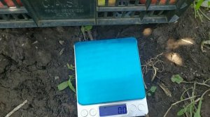 Груша Монзана.