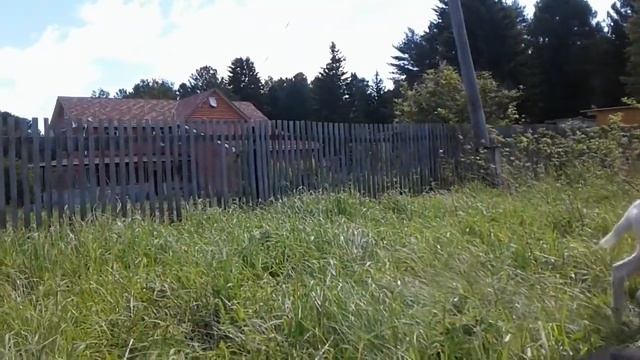 Сколько стоит коза? смотреть онлайн