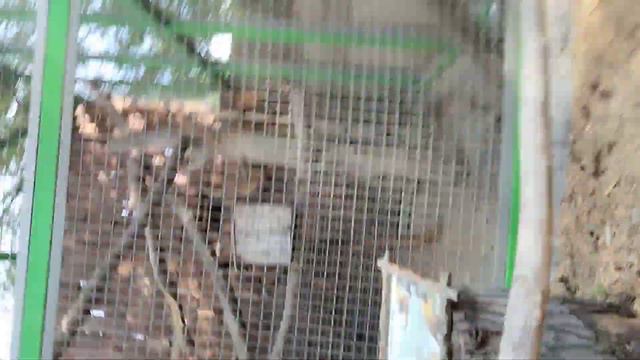 в новосибирском зоопарке капибары аааа Ани такие милые смотреть онлайн