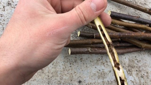 Заготовка и хранение черенков грецкого ореха. (UKR) смотреть онлайн