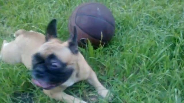 Собака-баскетболист