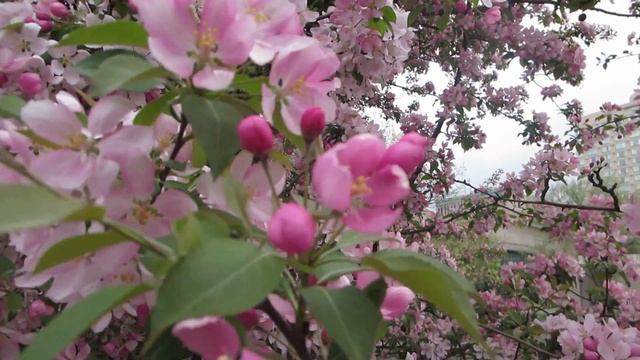 Cherry Blossom Celebrated in Ottawa Ontario Canada смотреть онлайн