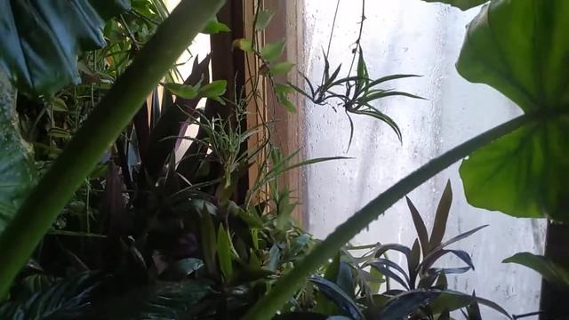 балкон после полива , чудо корни и детка папоротника на корнях ?