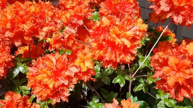 Gibraltar Deciduous Azalea