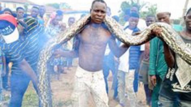 Locals kill giant snake in Ondo community смотреть онлайн