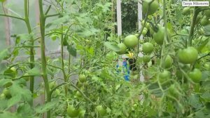 Черри СПРУТ МАЛИНОВЫЙ. Сладкие крупные черри томаты.