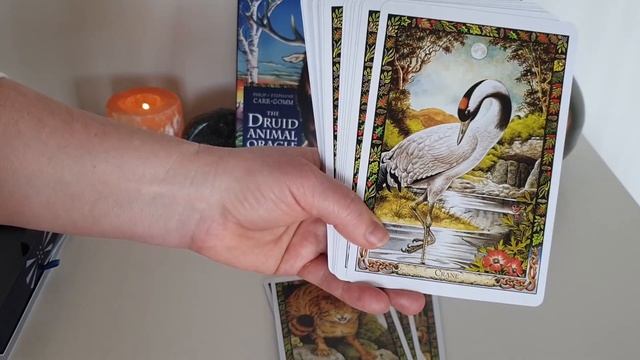 Druid Animal Oracle deck walkthrough and unboxing ❤ смотреть онлайн