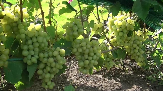 Виноград Продюсер (Сеянец продюсера) смотреть онлайн