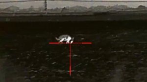 Subsonic 7,62х39 на охоте