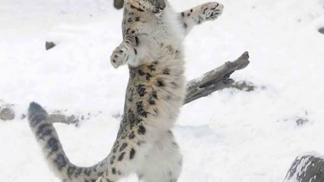 Ok Google Покажи Приколы смотреть онлайн