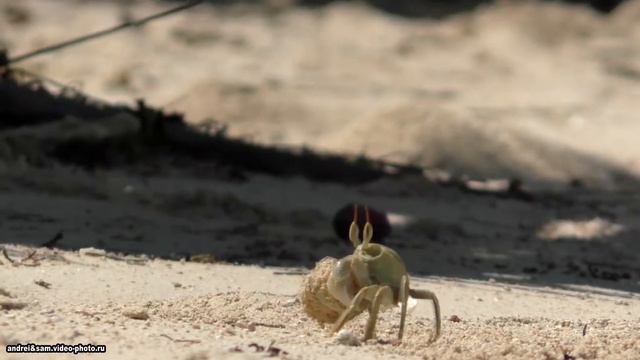 Seychelles. Sand Crabs On Mahe Island.