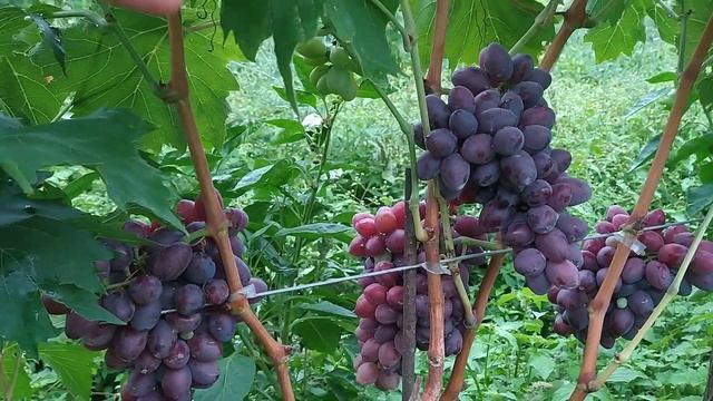 Виноград Фаэтон и Синатор павловского 2021г. смотреть онлайн