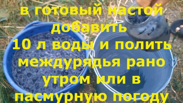 Чем подкормить морковь для улучшения качества урожая смотреть онлайн