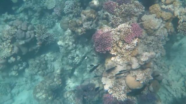красное море, кораллы, рыбки, Шарм-Эль-Шейх, бухта Фанара смотреть онлайн