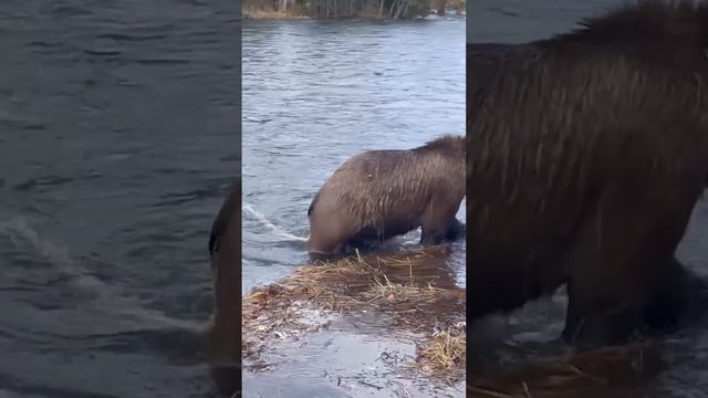 Сырая рыба приносит проблемы смотреть онлайн