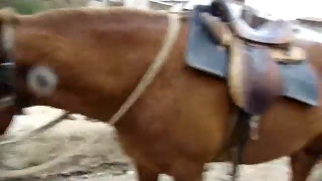 Как Тебя зовут? Конь или лошадь. смотреть онлайн