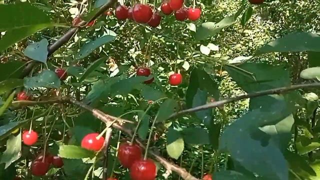 ЛИСТЬЯ ВИШНИ. Пищевые и лечебные свойства. смотреть онлайн