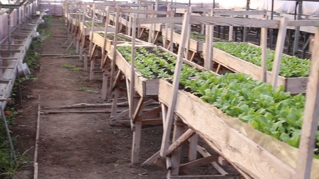 Теплица Подготовка искусственного освещения часть 1 смотреть онлайн