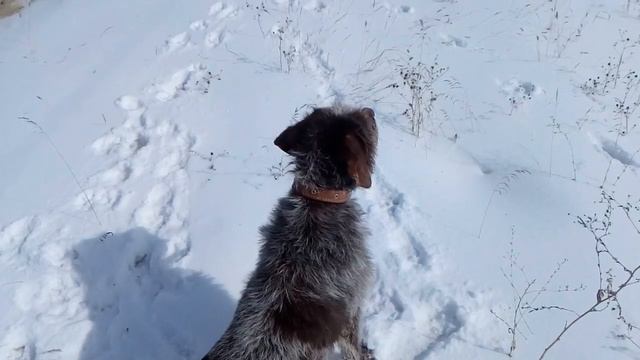 Дратхаар смотреть онлайн