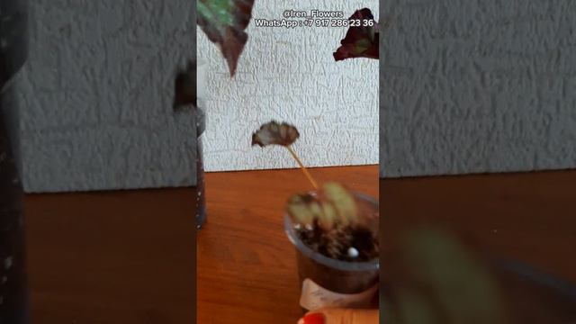 Бегония для новичков. часть третья. ПОЛИВ. смотреть онлайн