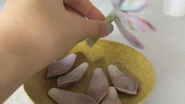 First Succulent Plant In New Apartment! Propagation Part 1