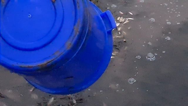 запуск малька