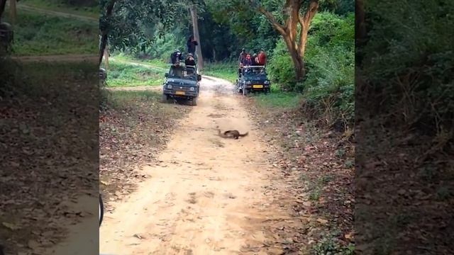 На что способна гигантская куница - ХАРЗА! смотреть онлайн