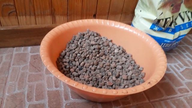 #ficus #фикус /Пересадка фикуса бенджамина (лат.  Ficus Benjamina) сорт Старлайт летом.  Перевалка