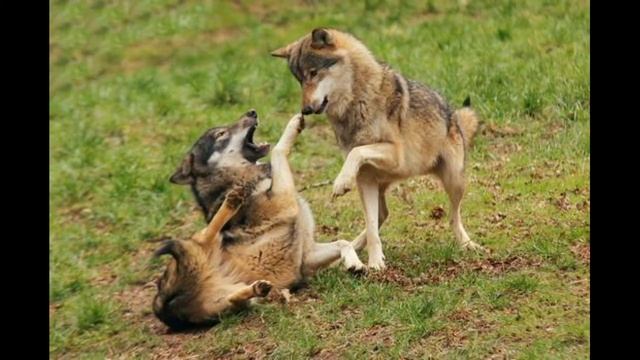 Краткое содержание Белый Клык. Лондон Дж. Пересказ повести за 8 минут смотреть онлайн