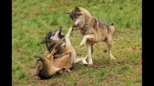 Краткое содержание Белый Клык. Лондон Дж. Пересказ повести за 8 минут