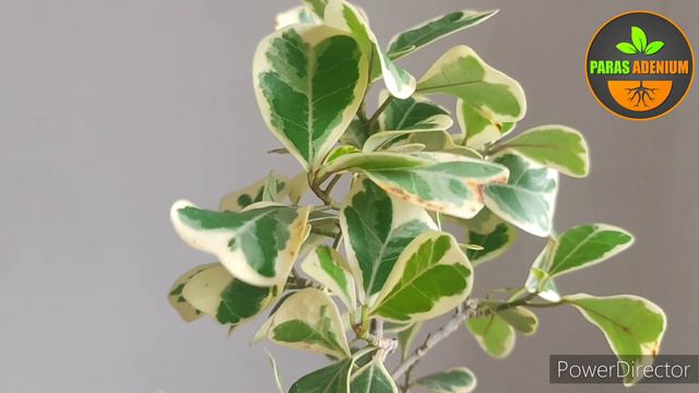 Ficus triangularis care, Variegated ficus care tips @ParasAdenium смотреть онлайн
