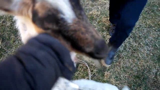 Родились козлята, сжигаем ветки. смотреть онлайн