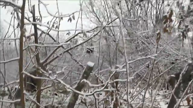 Как живут котята в заброшенной деревне! Часть-21.🌲🏡🌳😺😼😺⛄🌿🌟 смотреть онлайн