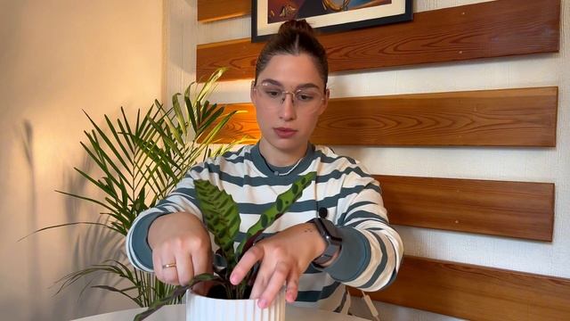 ОБЗОР | КАЛАТЕЯ ЛАНСИФОЛИЯ | УХОД? смотреть онлайн