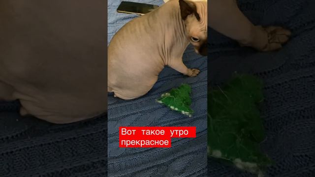 Встаёшь утром, видишь таких славных и настроение прекрасное смотреть онлайн