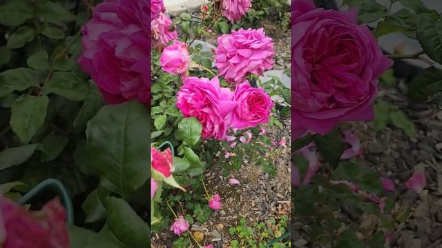David Austin Rose - Young Lycidas. 2nd Spring, 2023. Zone 10a. смотреть онлайн