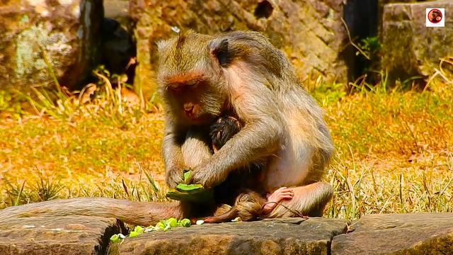 Best Collection!Last A Week Of Activitty Newborn Monkey's Jada Most Interesting L Angkor KH_Officia