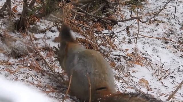 Белки любят семечки смотреть онлайн