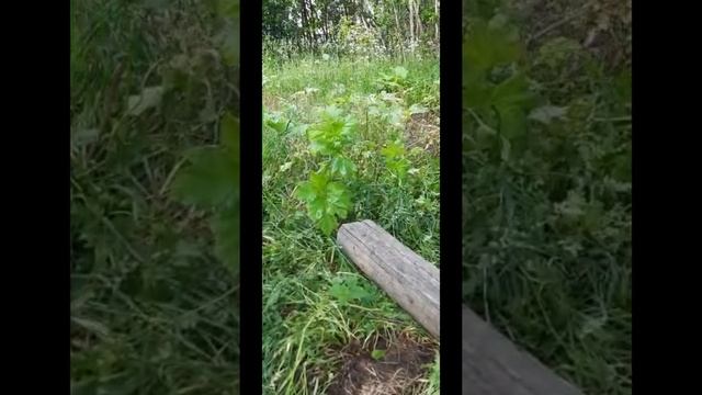 ЧТО ДЕЛАТЬ ЕСЛИ БОРЩЕВИК ПО ВСЕМУ УЧАСТКУ смотреть онлайн