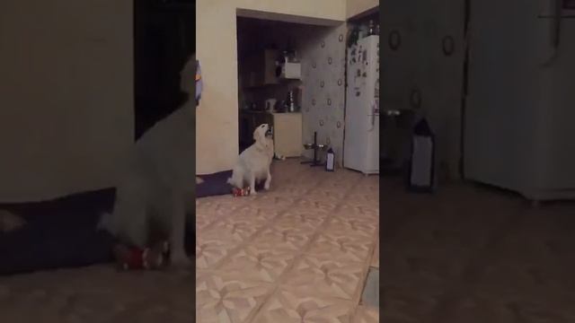 Как мы ловим ёжика смотреть онлайн