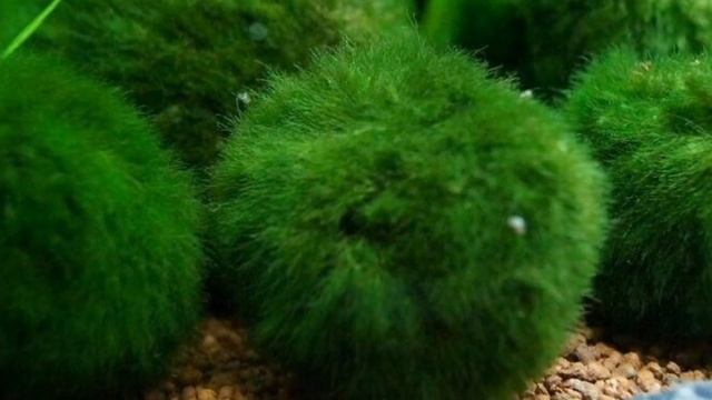 КЛАДОФОРА ШАРОВИДНАЯ. СОДЕРЖАНИЕ И РАЗВЕДЕНИЕ В АКВАРИУМЕ смотреть онлайн