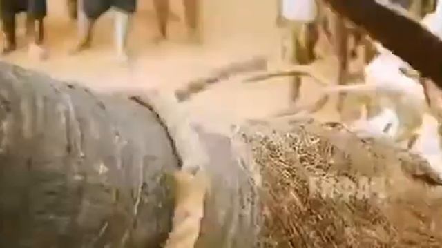 Боливуд жжёт... Такое можно увидеть только в Индийском фильме. смотреть онлайн