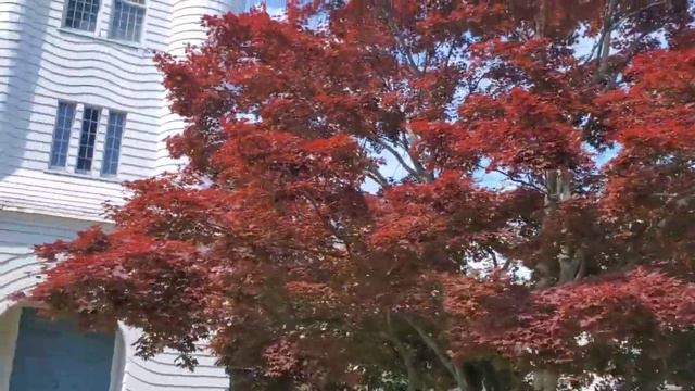 Конгрегациональная церковь Христа. Сэйвилл, NY смотреть онлайн