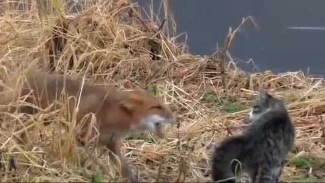 Кот против лисы. Cat vs Fox. смотреть онлайн