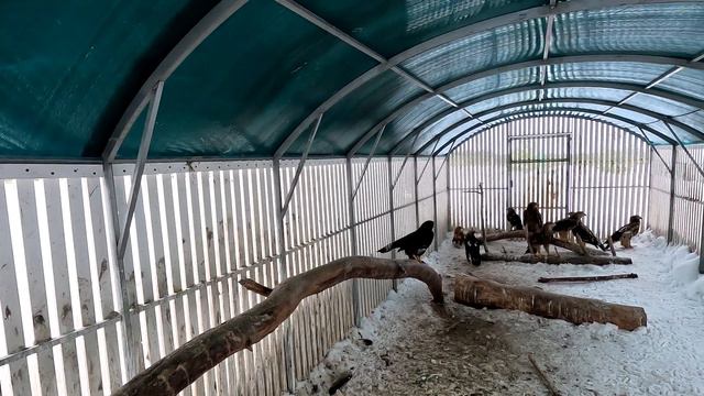 Сороке Марусе не нравится наглый ворон смотреть онлайн