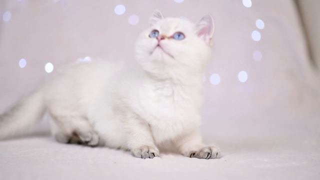 Чистокровная британская девочка