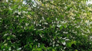 ВЕСЕННЕЕ ПЕНИЕ ПТИЦ ДЛЯ УСПОКОЕНИЯ НЕРВНОЙ СИСТЕМЫ, ОТДЫХА И СНА. ЗВУКИ ПРИРОДЫ. ПЕНИЕ ПТИЦ.