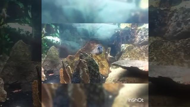 Zebra Obliquidens (Astatotilapia Latifasciata)