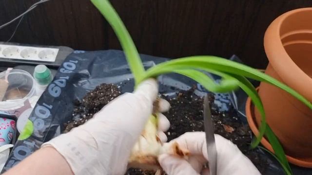 срезание копыта и клещи смотреть онлайн