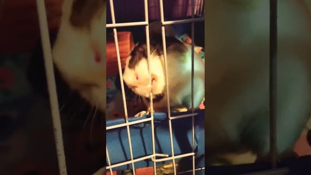 I want COOKIES!! смотреть онлайн